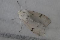 Acronicta leporina