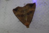 Hypena proboscidalis