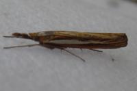 Agriphila tristella
