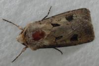 Agrotis exclamationis exclamationis