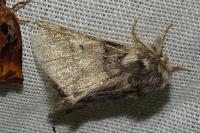 Thaumetopoea processionea