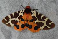 Arctia caja