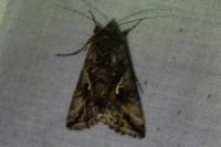 Autographa gamma