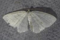 Cabera exanthemata