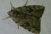 Catocala electa