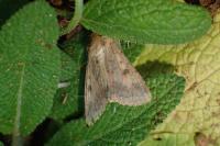 Helicoverpa armigera