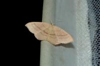 Cyclophora linearia