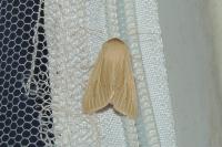 Mythimna pallens
