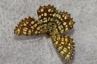 Chiasmia clathrata