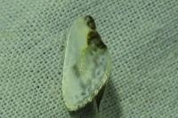 Cilix glaucata