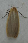 Collita griseola