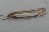 Crambus pascuella