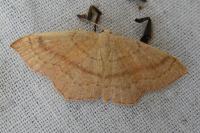 Cyclophora linearia