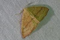Cyclophora linearia