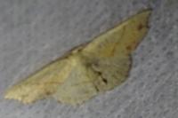Cyclophora punctaria