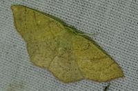 Cyclophora ruficiliaria