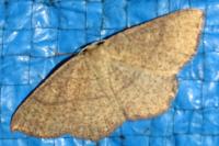 Cyclophora ruficiliaria