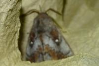 Dendrolimus pini pini