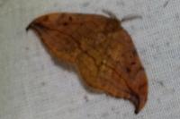 Drepana curvatula