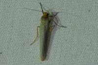 Eilema caniola