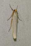 Eilema caniola