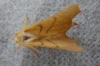 Ennomos erosaria