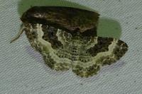 Epirrhoe alternata