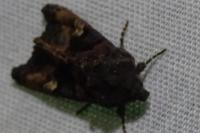 Euplexia lucipara
