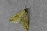 Evergestis forficalis