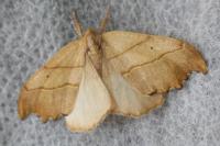 Falcaria lacertinaria
