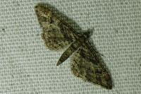 Gymnoscelis rufifasciata