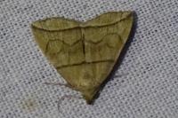 Herminia grisealis