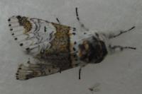 Furcula furcula