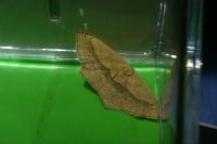 Scopula imitaria