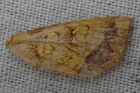 Gortyna flavago