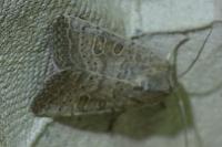 Hoplodrina