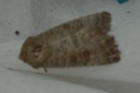 Hoplodrina