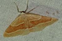 Hylaea fasciaria