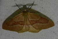 Hylaea fasciaria