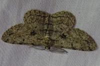 Hypomecis roboraria