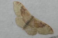 Idaea degeneraria