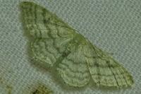 Idaea subsericeata