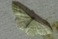 Idaea subsericeata