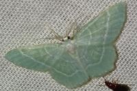 Jodis lactearia
