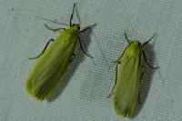 Katha depressa