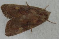 Lacanobia oleracea