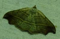 Laspeyria flexula