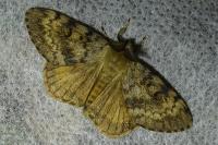 Lymantria dispar