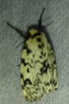 Lymantria monacha