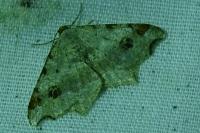 Macaria alternata
